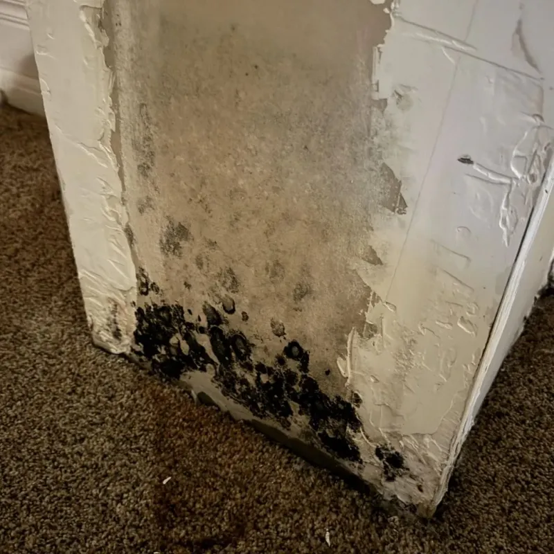 Professional Mold Removal in Lemon Grove, CA